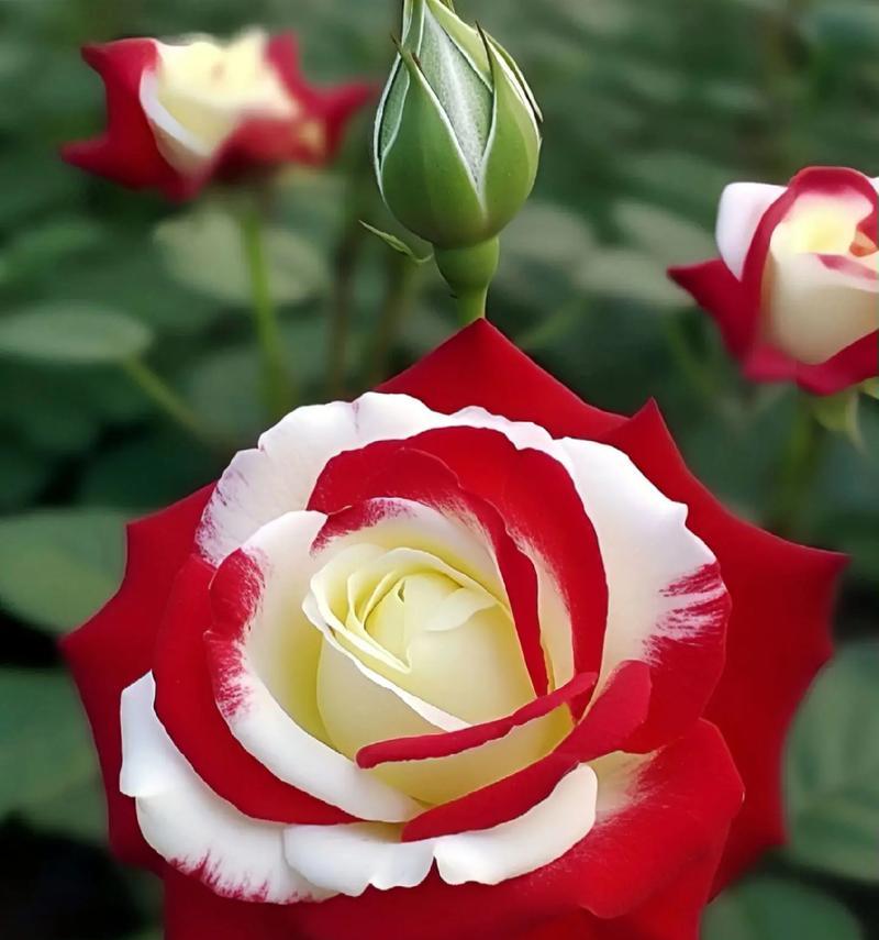 哪种花的花语是新生命？它在花语中代表什么？