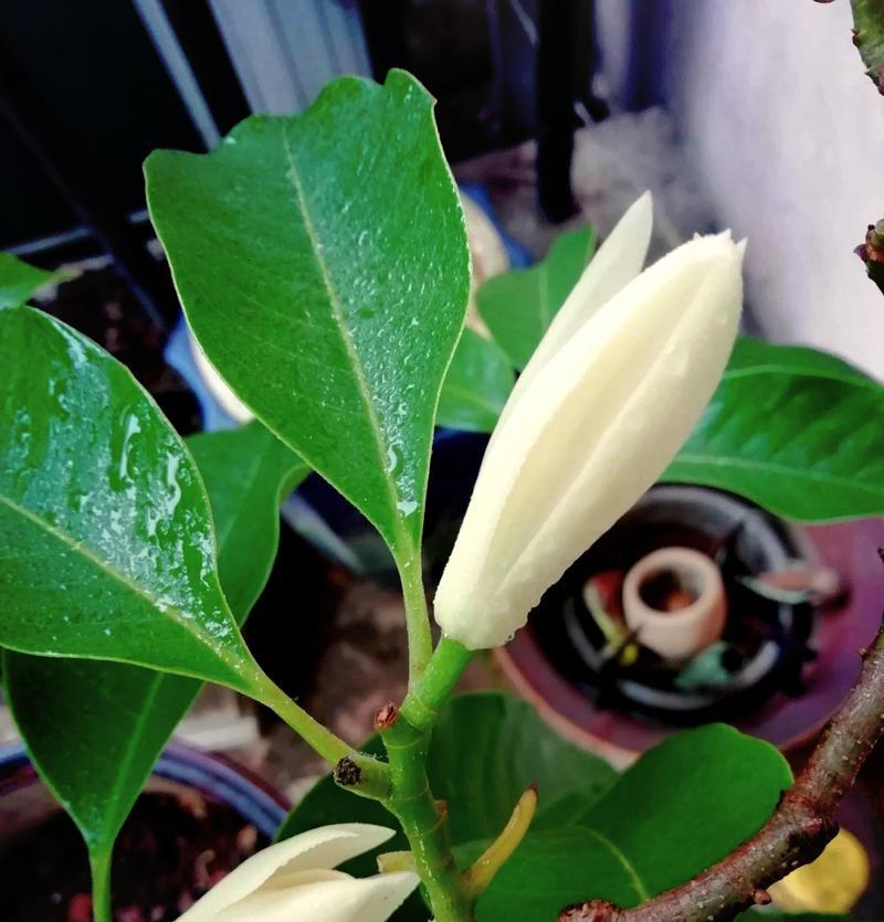 黄葛兰花的寓意与花语有何深意？