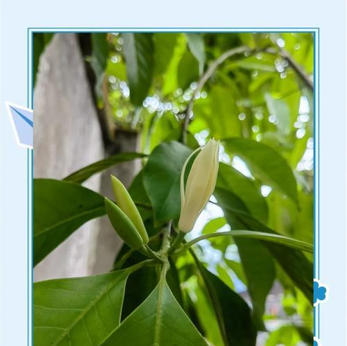 黄葛兰花的寓意与花语有何深意？
