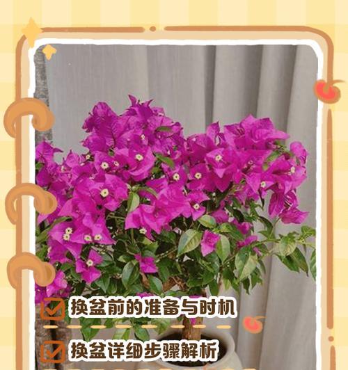 给花换盆的最佳季节是什么时候？换盆的正确方法是什么？
