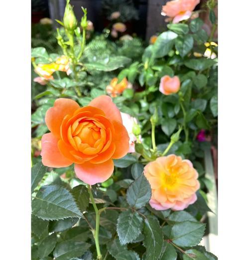 给花换盆的最佳季节是什么时候？换盆的正确方法是什么？