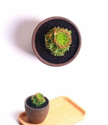 小野玫瑰繁殖有哪些方法？哪种效果最好？