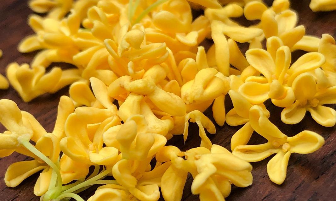 苁蓉花的花语有何深意？它通常象征什么？