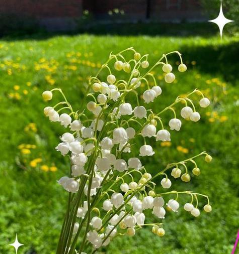苁蓉花的花语有何深意？它通常象征什么？