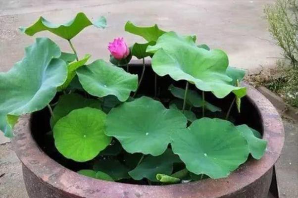 缸适合种什么盆景比较好？适合水缸种植的盆景种类有哪些？