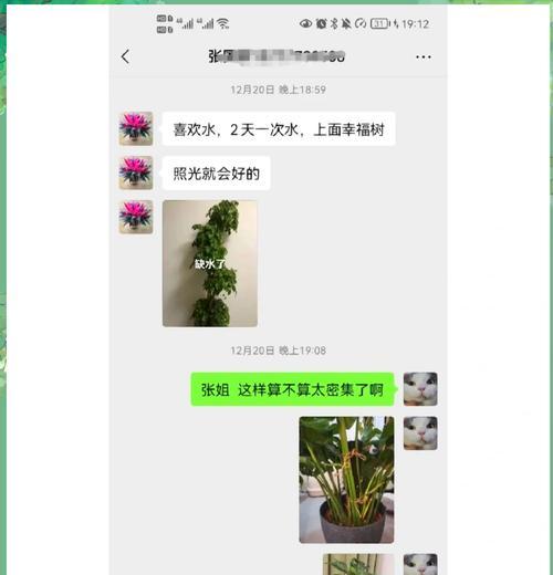 幸福树掉叶子的原因是什么？如何防止？