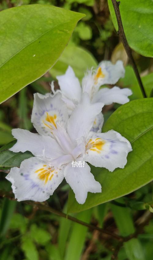 绿色花语代表了什么？哪种花是绿色的花语和寓意？