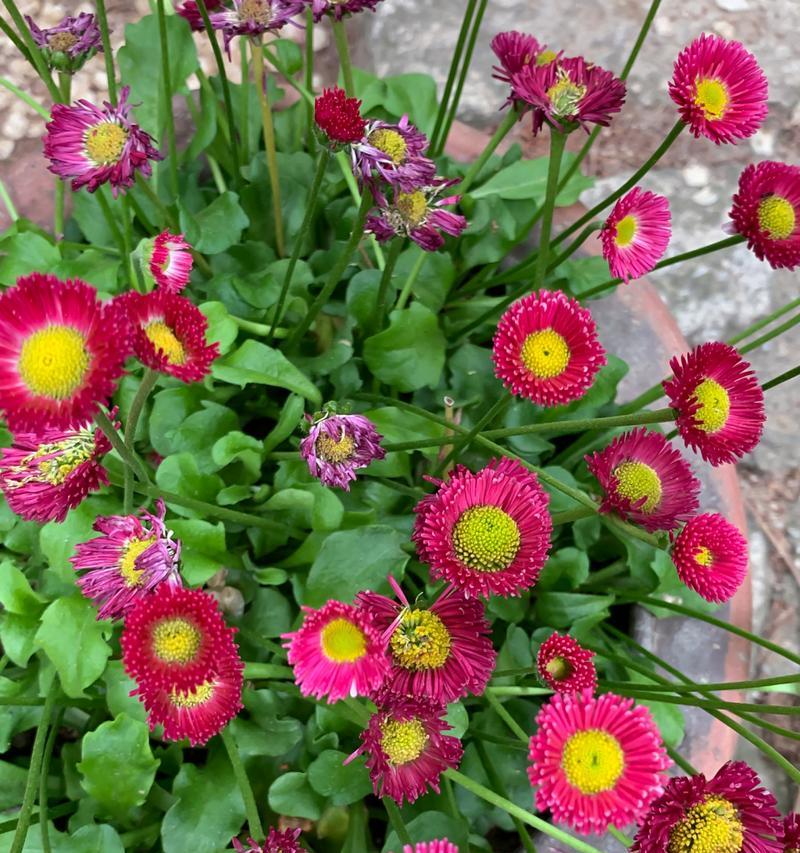 绿色花语代表了什么？哪种花是绿色的花语和寓意？