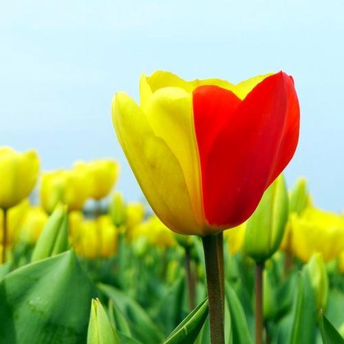 郁金香的花语有哪些？送郁金香代表什么？