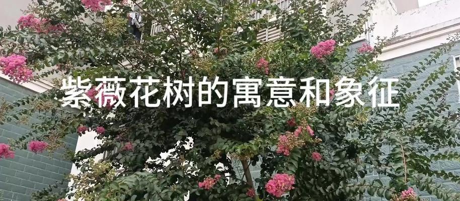 紫薇树修剪的最佳时机是什么时候？修剪方法有哪些？