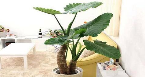 海芋花的养殖技巧有哪些？如何保持海芋花健康？