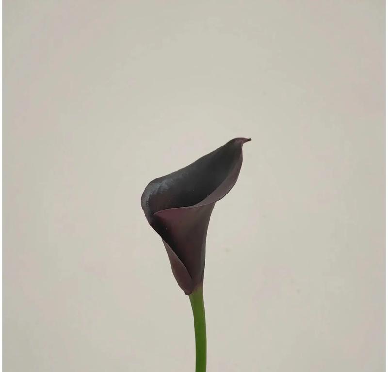 海芋花的养殖技巧有哪些？如何保持海芋花健康？
