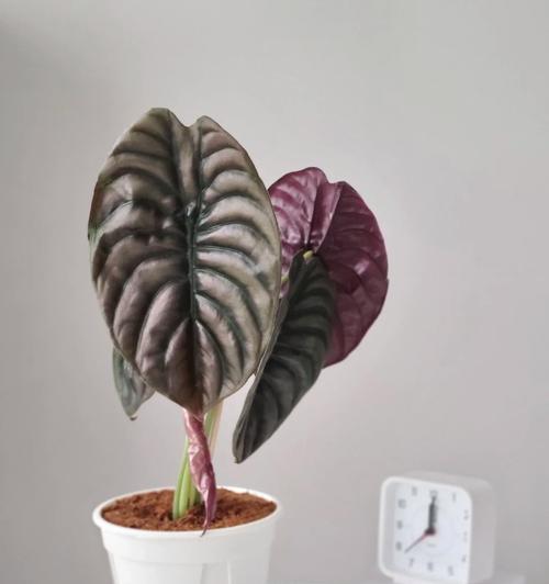 海芋花的养殖技巧有哪些？如何保持海芋花健康？