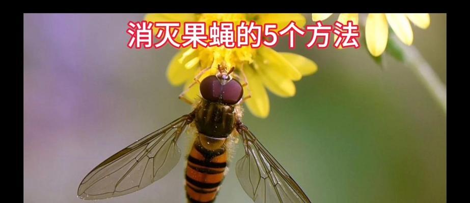 小飞虫入侵盆栽如何处理？有效预防小飞虫的方法有哪些？