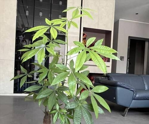 水桶里适合种植哪些绿色植物？原因是什么？