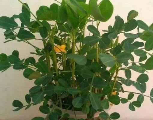 水桶里适合种植哪些绿色植物？原因是什么？