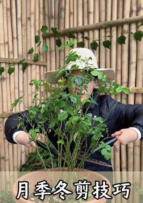 四季梅怎么修剪？修剪四季梅的正确方法是什么？