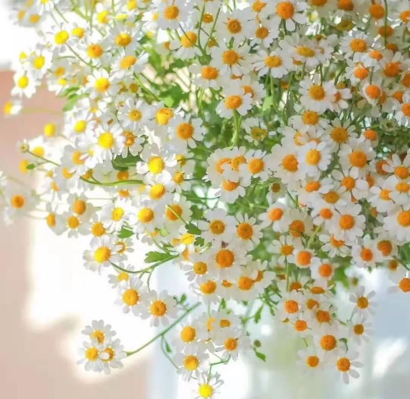 哪种花的花语既动听又易养？如何选择？