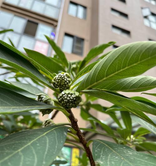 结香树扦插技巧有哪些？如何提高成活率？