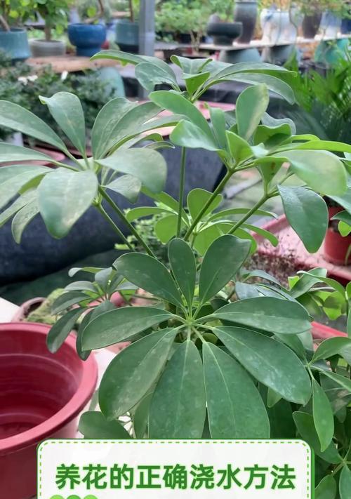 给花浇水的正确方法是什么？