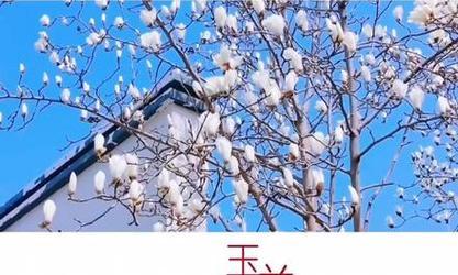 玉兰花的花语你知道吗？