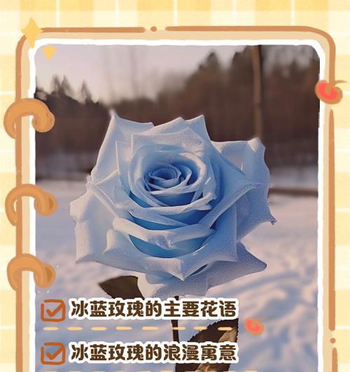 两朵玫瑰花代表了什么意义？它的花语是什么？