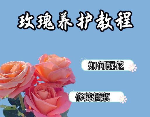 微型玫瑰花的养护秘诀有哪些？