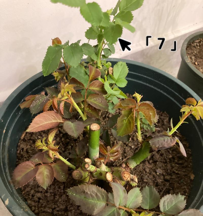 微型玫瑰花的养护秘诀有哪些？