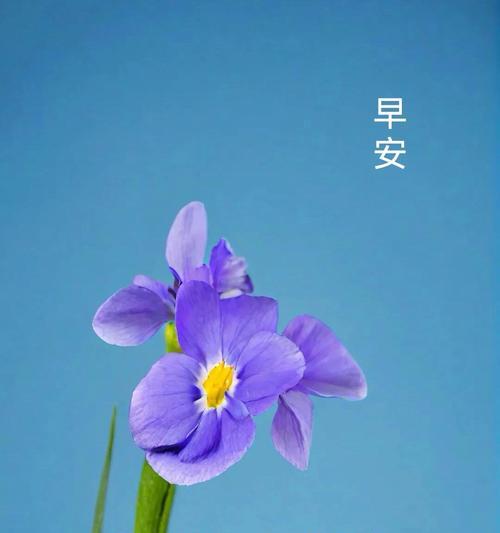 新学期新希望的花语是什么？哪种花象征新希望？