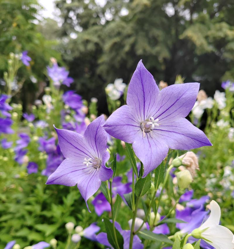 桔梗花的花语有哪些？它代表了什么意义？