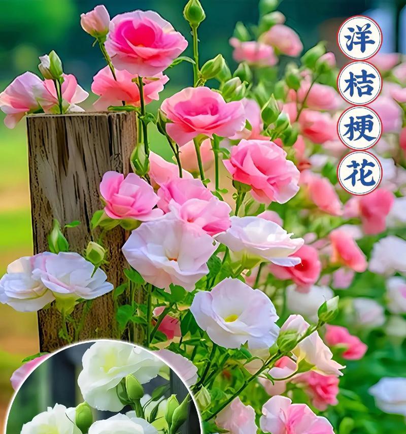 桔梗花的花语有哪些？它代表了什么意义？