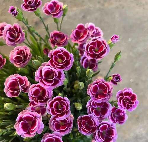 元旦节送什么花语的礼物给朋友最合适？