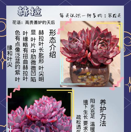 紫叶檀花的花语和寓意有哪些？