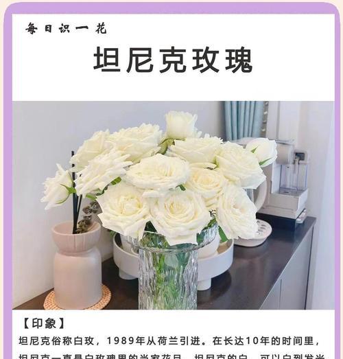 凋零白玫瑰的花语寓意何在？