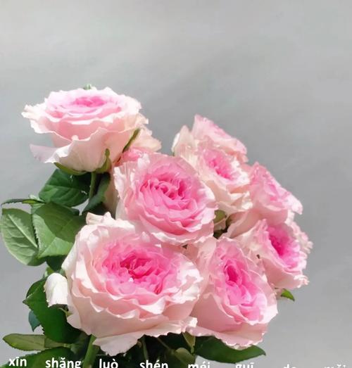 粉红色玫瑰花代表什么？它的花语有哪些含义？