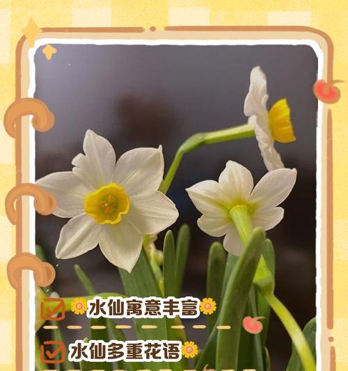 大号水仙的花语有何寓意？