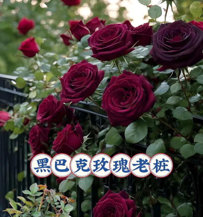 如何测试自己的花语？