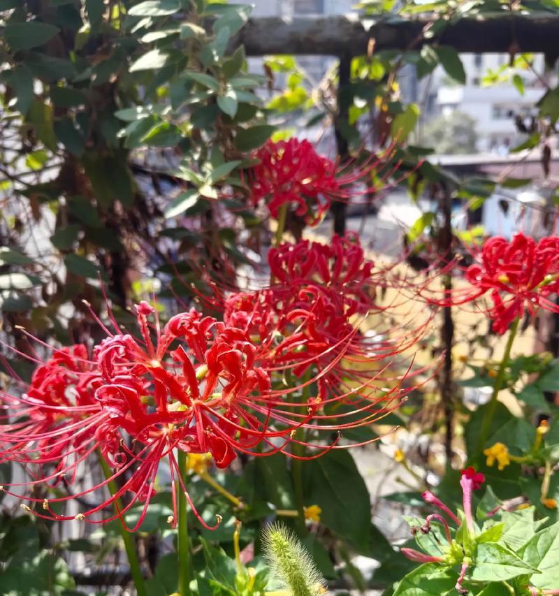 曼殊沙华的花语有哪些寓意？