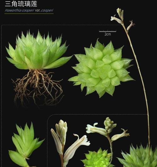多肉植物的花语是什么？有何特别含义？