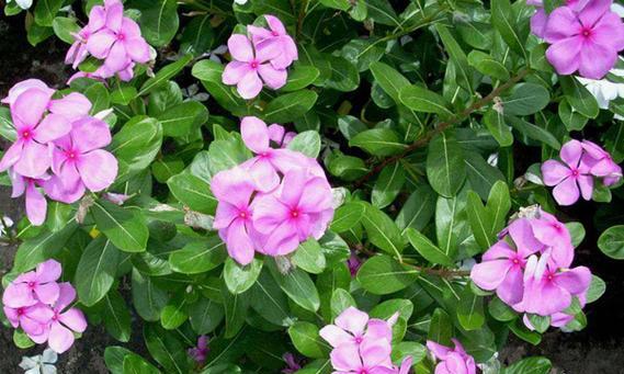 勤快的花语代表什么？形式勤快的花语有何含义？