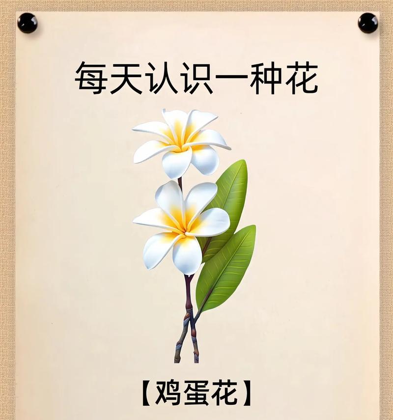 勤快的花语代表什么？形式勤快的花语有何含义？