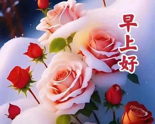 阳光下盛开的玫瑰花语代表什么？