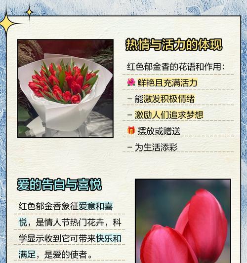 郁金香花束11朵的花语是什么？表达什么情感？