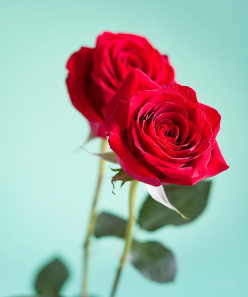 黄花玫瑰的寓意是什么？它的花语有何特别？