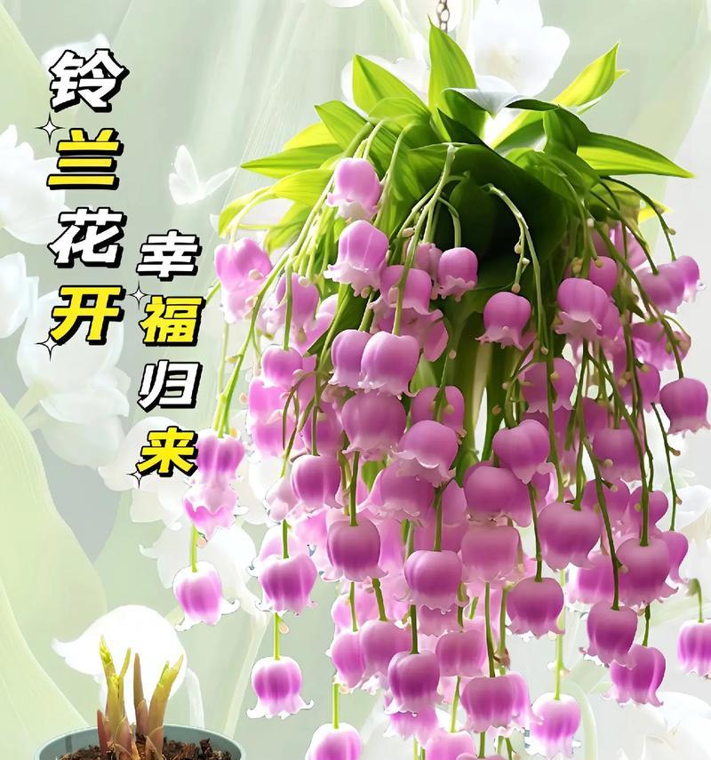 丹麦铃兰花语是什么意思啊？铃兰花代表的寓意有哪些？