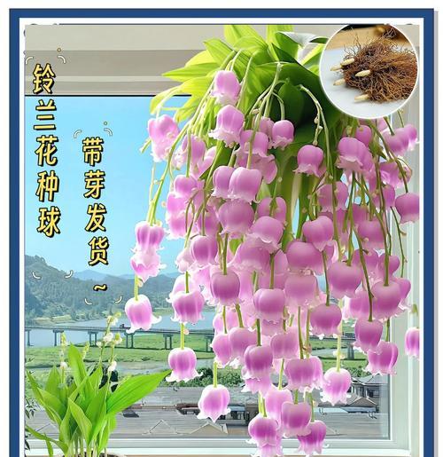 丹麦铃兰花语是什么意思啊？铃兰花代表的寓意有哪些？