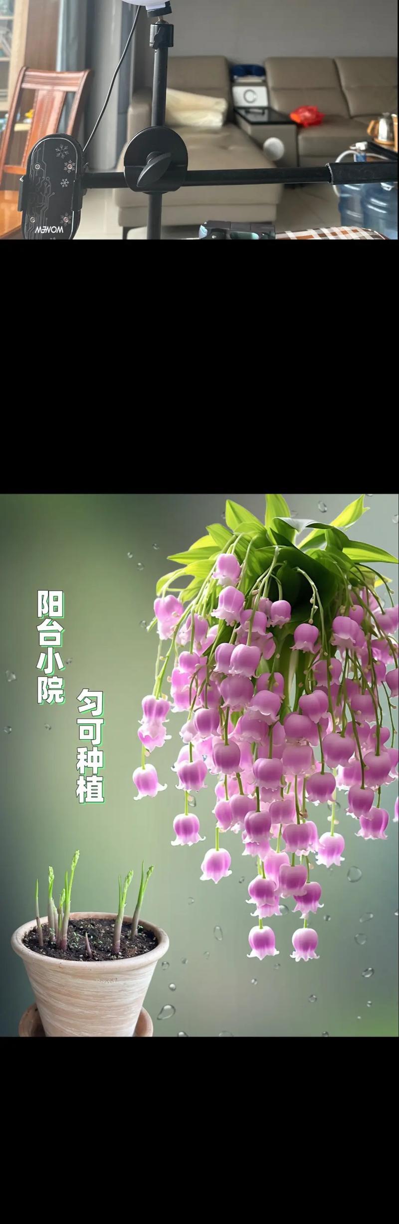 丹麦铃兰花语是什么意思啊？铃兰花代表的寓意有哪些？