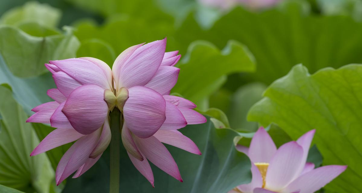 肉莲华花的花语有哪些含义？