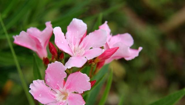 梅豆花的花语与寓意是什么？梅豆花在不同场合的含义是什么？