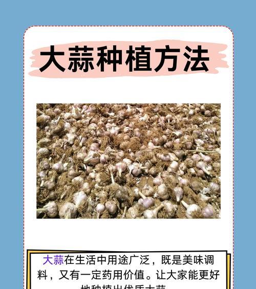 大蒜花语有何寓意？大蒜在花语中代表什么？